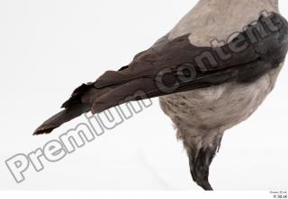 Carrion crow bird tail 0003.jpg